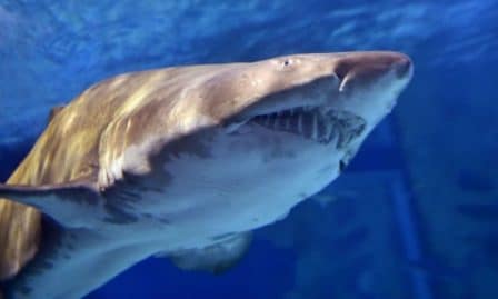 Un surfeur grièvement blessé par un requin