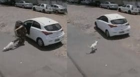 abandonne chien handicape