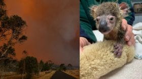 abattre les animaux brulés à cause des incendies en Australie
