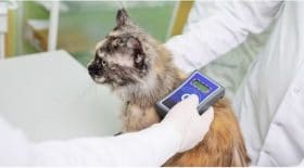 De nouvelles sanctions pour les propriétaires de chats non identifiés