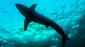 Un homme tué par une attaque de requin