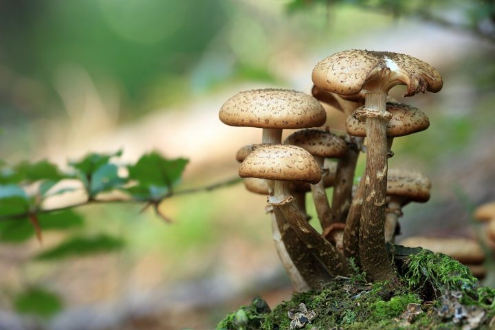 champignon
