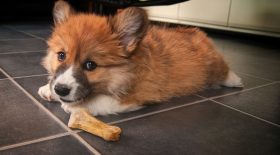 Chat caché dans un endroit, son chien le prévient