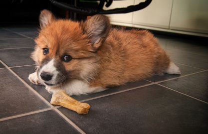 Chat caché dans un endroit, son chien le prévient
