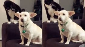 chat va être pris à son propre jeu