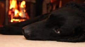Chien