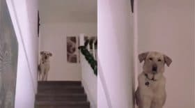 Chien