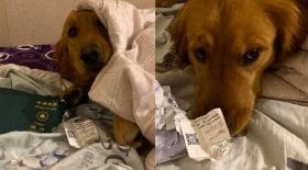 chien mange son passeport et lui évite de se rendre à Wuhan