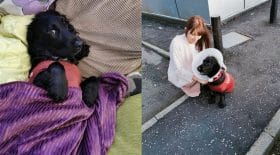 chien mourant est accompagné par 400 chiens pour sa derniere promenade