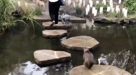 chien qui chute dans l'eau