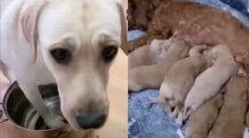 chien sacrifie chiot