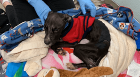 un pauvre chien a vécu l'enfer