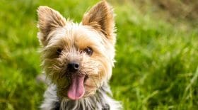 chien york poignardé