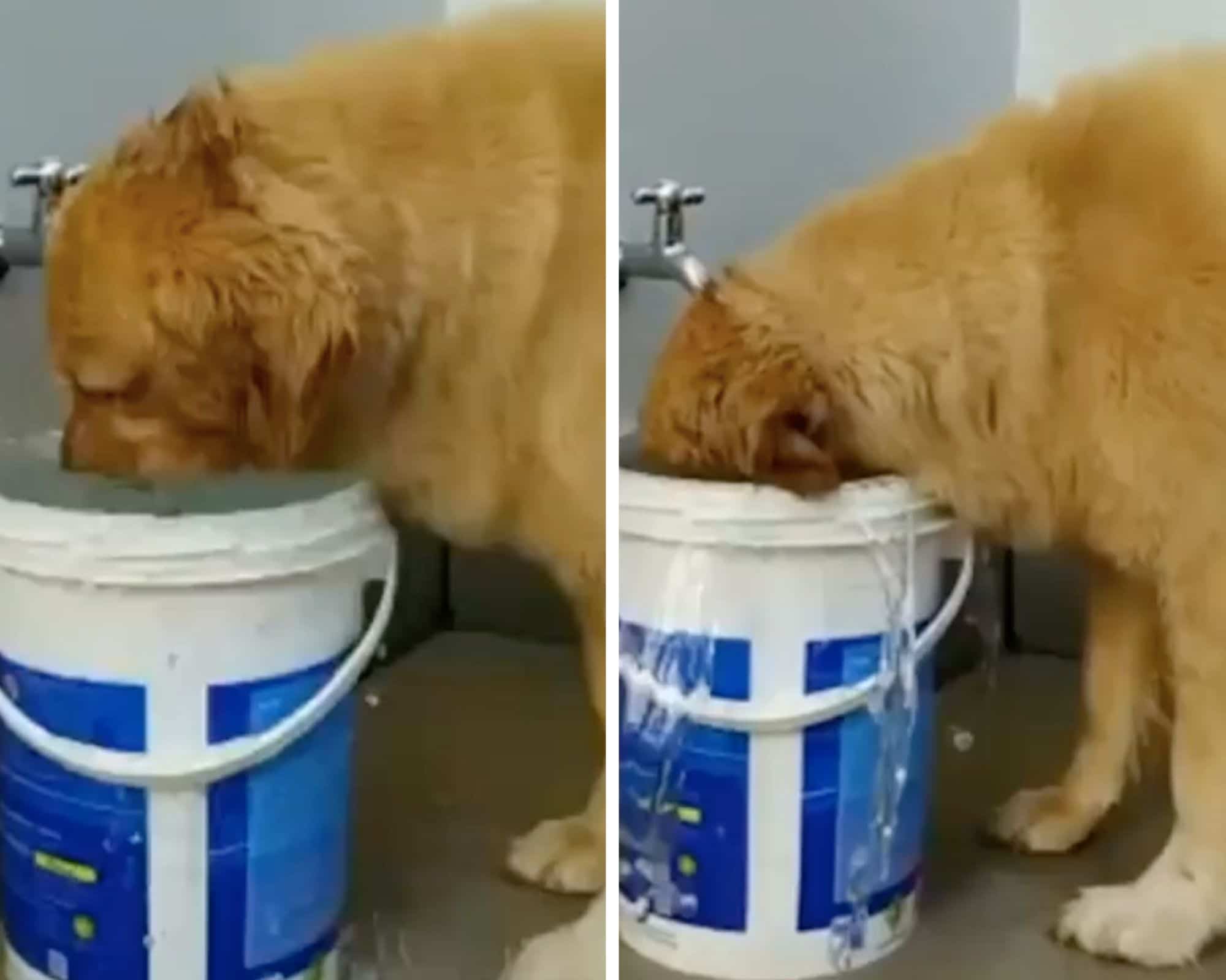 Ce Chien A Une Drole De Facon De Boire De L Eau Video