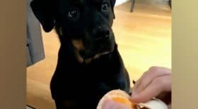 chienne clementine