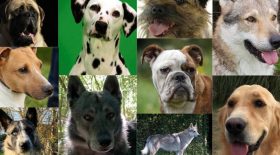 chiens stars du cinéma incendie
