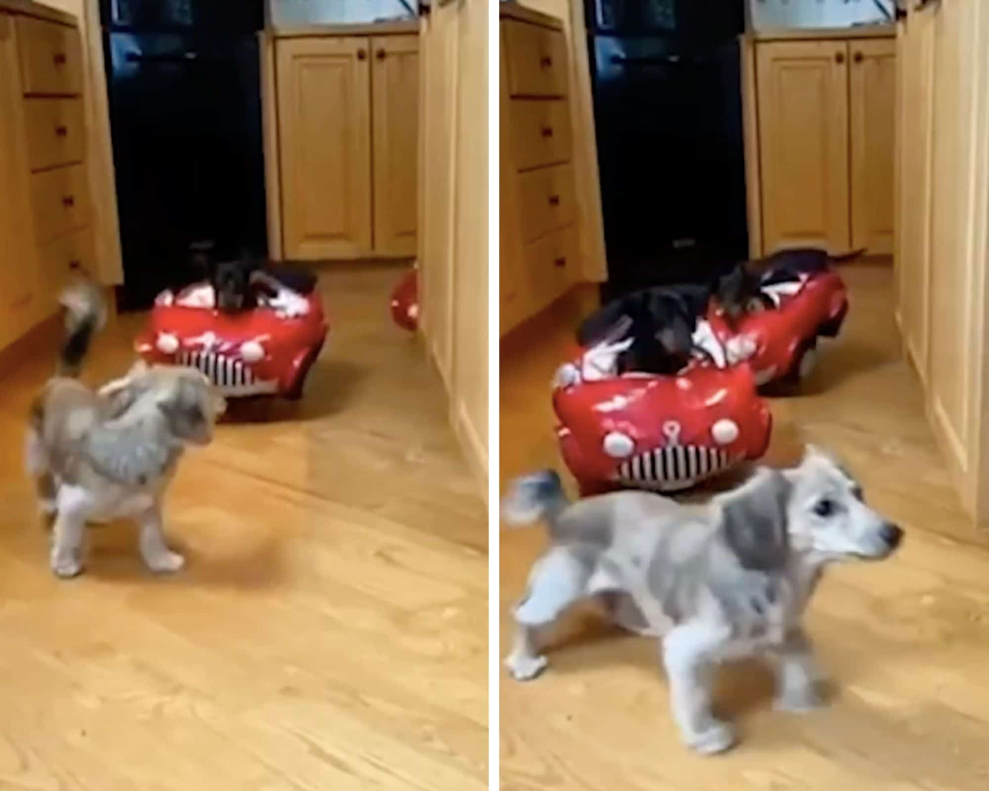 Cette folle coursepoursuite de chiens va vous faire fondre ! (Vidéo)