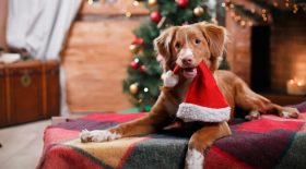 des chiots reçus en cadeau à Noël déjà en vente en ligne