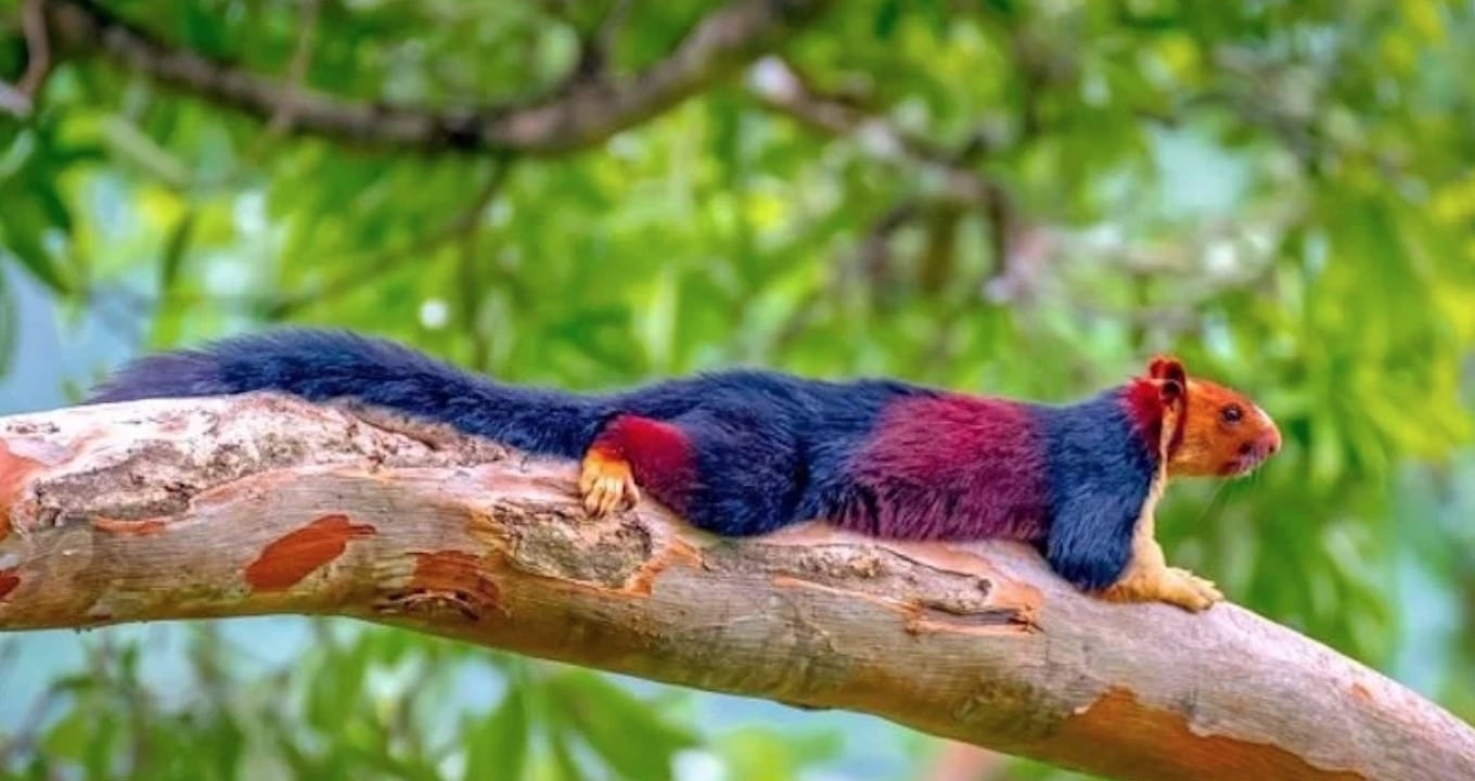 Cet écureuil aux couleurs envoutantes ne va pas vous laisser de marbre