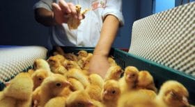 La France va mettre en place un plan pour le bien-être animal