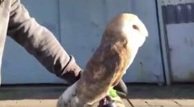 Hibou