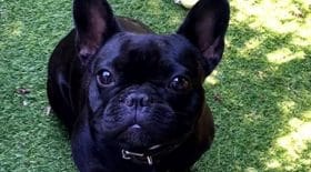 il-balance-un-chien-du-quatrieme-etage-et-termine-en-prison