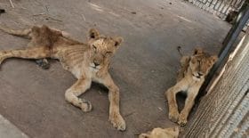 images-choc-affames-ces-lions-sont-en-train-de-mourir-dans-un-parc-animalier-du-soudan
