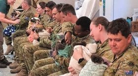 incendie-en-australie-des-soldats-en-permission-en-profitent-pour-aller-nourrir-les-koalas
