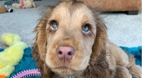 lextraordinaire-regard-de-ce-chiot-va-vous-laisser-sans-voix