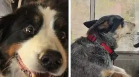 chiens
