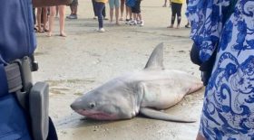 Requin
