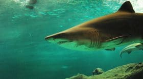 requin drone