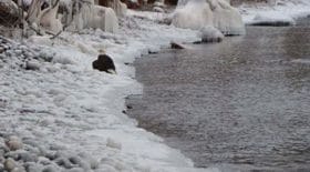 son-chien-fait-une-decouverte-glacante-au-milieu-de-nulle-part