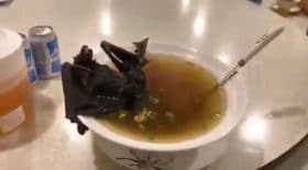 soupe chauve-souris