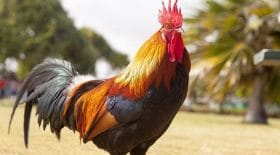 un-coq-arme-dune-lame-de-rasoir-tue-un-homme-en-inde