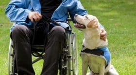 un homme paralysé refoulé avec sa chienne d'un fast food