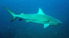 Un immense requin aperçu dans un fleuve australien