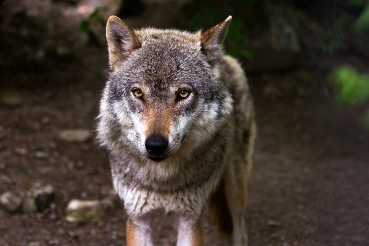 Une meute de loups dévore un chien et oblige un homme à grimper dans un arbre faits divers