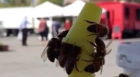 Les abeilles se liguent pour enlever le bouchon
