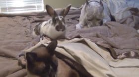animaux