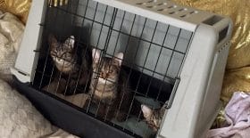 animaux noisy-le-grand