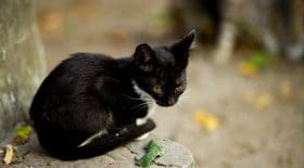 Une chatte sauvée par un homme