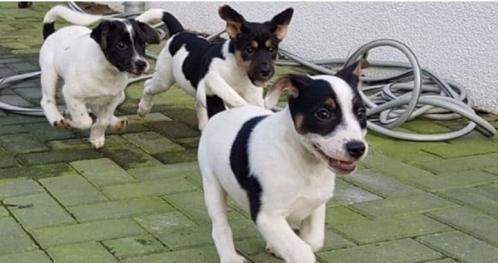 cette-famille-adopte-un-jack-russell-et-le-ramene-24-heures-plus-tard-au-refuge