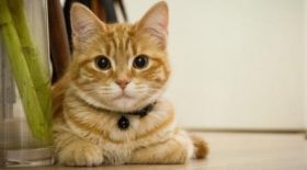 chat abandonné