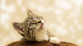 chat pratiques sexuelles