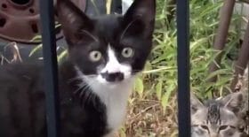 chat tache