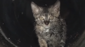 Un chat coincé dans un tunnel