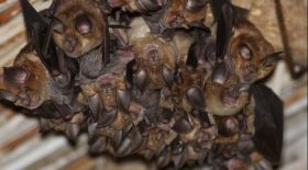 Chauves-souris