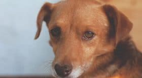 Un chien devenu alcoolique à cause de ses maîtres
