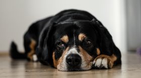 chien coronavirus
